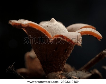 Geastrum or Geaster is a genus of puffball-like mushrooms in the family Geastraceae commonly known as earthstars. Geo meaning earth and aster meaning star, refers to the behavior of the outer peridium