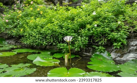 Picture of a pond with lotus groves surrounding it. which is in the middle of this pond There were white lotus flowers blooming beautifully. And in the background of the picture, there are trees
