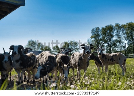 A landscape picture of a herd of Jacob sheep as they stand near their barn and with dandelions in the foreground