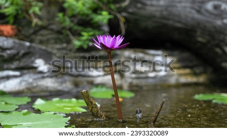 A pink lotus flower with a long stem rising above the water. There are many lotus leaves floating on the surface of the water. It is a picture of a pond in a garden that is naturally green. 
