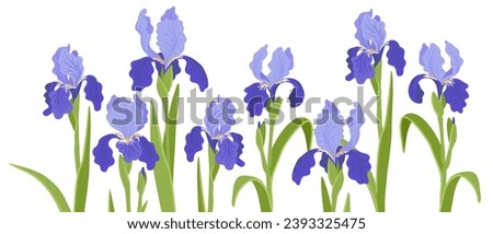 iris, vector drawing flowers at white background, hand drawn botanical illustration Royalty-Free Stock Photo #2393325475