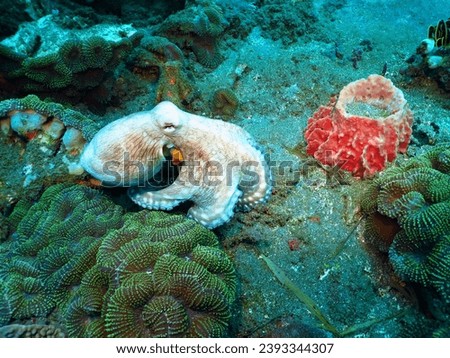 White octopus and red sea sponge in the deep ocean. Tropical marine life, underwater photography from scuba diving. Wildlife in the depth of the sea, travel picture.
