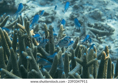 Underwater picture of a big group of blue fishes hiding between the corals in the Ningaloo reef national park. Beautiful marine life of Exmouth, Australia