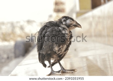 a sick chick on the terrace of the house