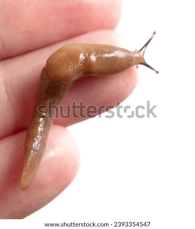 slug on hand isolated on white background. Macro.