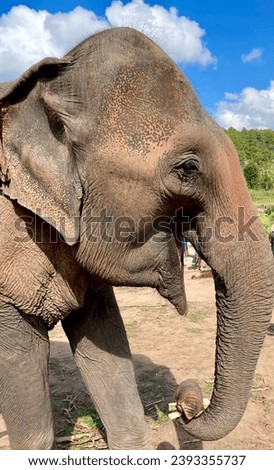 Smiling elephant at the Living Green Thai elephant conservation area. Elephant is carrying sugar cane in trunk. 