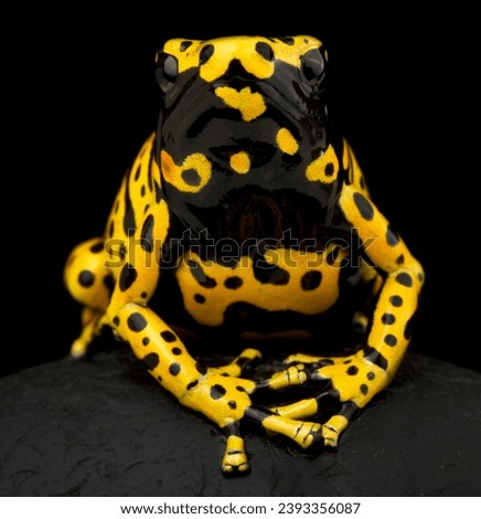 Yellow-banded poison dart frog (Dendrobates leucomelas) Royalty-Free Stock Photo #2393356087