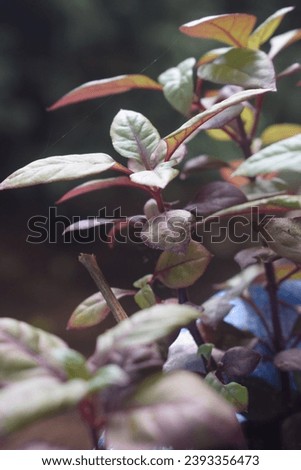 Alternanthera brasiliana, also known as large purple alternanthera, metal weed, bloodleaf, parrot leaf, ruby leaf, Brazilian joyweed, purple alternanthera, purple joyweed, is a flowering plant of the  Royalty-Free Stock Photo #2393356473