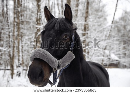 Portrait of a beautiful black horse. Winter snowy day. A beautiful horse. Horse's head.
