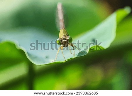 animal, body, closeup, dragon, dragonfly, eye, fly, garden, green, image, insect, leaf, legs, life, macro, nature, orange, outdoor, park, photo, picture, plant, transparent, wildlife, 