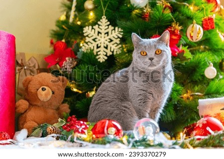 Cute blue british shorthair cat playing under Christmas tree with ornaments and festive lighting in living room at home. Domestic feline celebrating Christmas festival and holiday season with family.