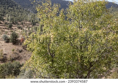 
fruits on green tree branches