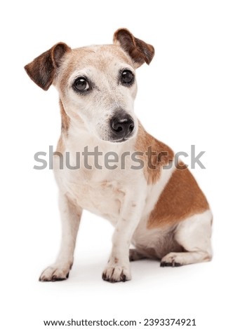 Dog full length sitting on white background looking at camera. Adorable senior elderly 12 years old Jack Russell terrier. Smart eyes pet