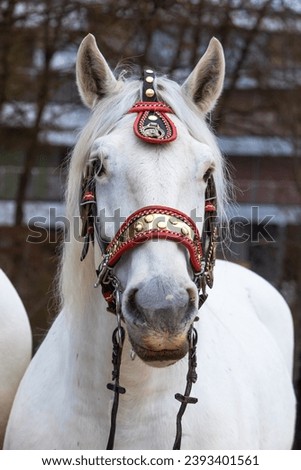 front portrait of a white coach horse with holster Royalty-Free Stock Photo #2393401561