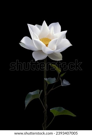 beautiful white lotus on black background Royalty-Free Stock Photo #2393407005