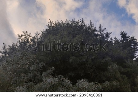 Large coniferous tree and blue sky with clouds, Christmas motif, winter time, color natural background for text