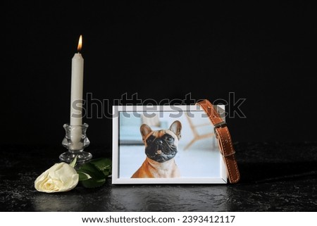 Frame with picture of dog, collar, burning candle and rose flower on dark background. Pet funeral