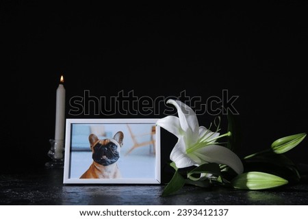 Frame with picture of dog, burning candle and lily flowers on dark background. Pet funeral