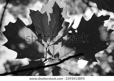 Branch with leaves, beautiful tree in forest, natural background for text, black and white photo