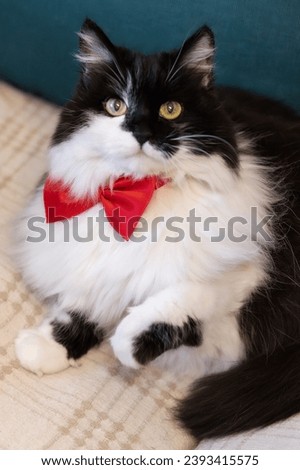 Cute black and white fluffy cat with red bow on the sofa, paw up