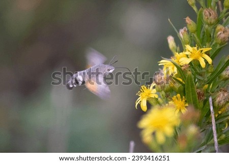 Hawk moth (Sphingidae), Hawk moth feeding on a flower in front of a blurred background. Animal, insect idea concept. No people, nobody. Horizontal photo. Nature. Wildlife. 