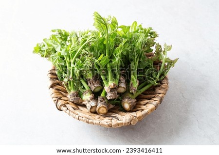 edible shoots of a fatsia Royalty-Free Stock Photo #2393416411