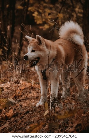 photo of Akita Inu in the forest for a walk