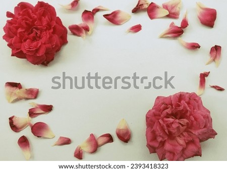 A view of rose petals forms a frame