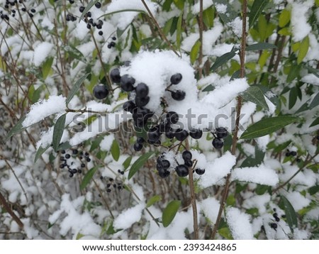 close detail of a tree branch in winter with snow