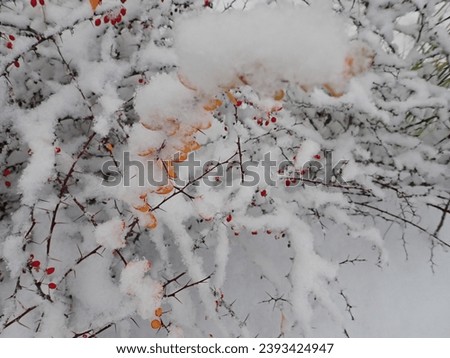 close detail of a tree branch in winter with snow