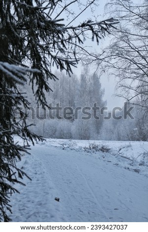 Winter snow pathway sidewalk white trees