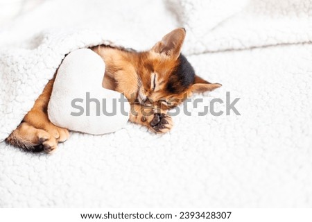 Close up of cute little red kitten sleeping under a fluffy white blanket with soft plush heart. Concept of love, St. Valentines day, sweet dreams, good morning concept. Selective focus.