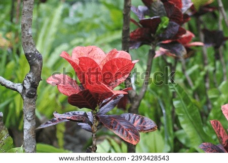 Beautiful Croton Plant or in Indonesia known as Tanaman Puring