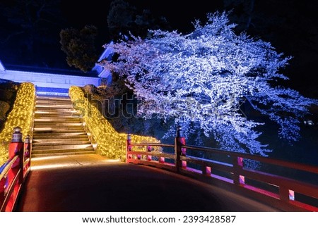 Beautifully illuminated Odawara Castle and cherry blossoms at night in Odawara City, Kanagawa Prefecture Royalty-Free Stock Photo #2393428587