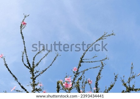 Yercaud, India - September 21, 2023: Vivid images of hibiscus plant and flower with various filters