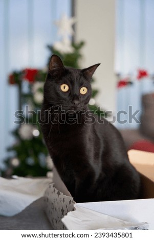 Black cat looking at camera on out-of-focus Christmas tree background