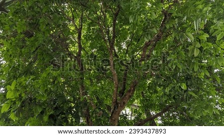 The honduras mahogany (Swietenia macrophylla) is a towering giant of a tree capable of stretching skyward up to 61 m! Royalty-Free Stock Photo #2393437893