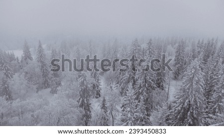 top view of the snow-covered forest in the mountains