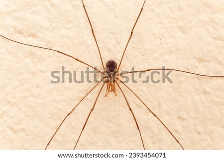 Patonas spider or Reaper. Arachnid of the order Opiliones. Royalty-Free Stock Photo #2393454071
