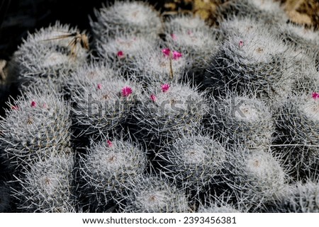  Mammillaria hahniana cactus stock photo