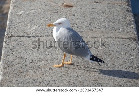 Seagull bird close-up in nature.