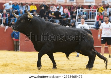 brave bull running through the field Royalty-Free Stock Photo #2393465479