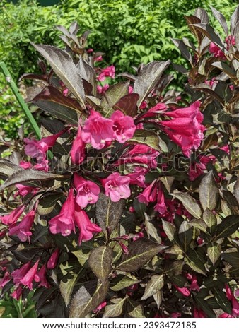 Weigela florida Minor Black. The flowers are bell-shaped. They change color intensity from light pink to hot pink. Royalty-Free Stock Photo #2393472185