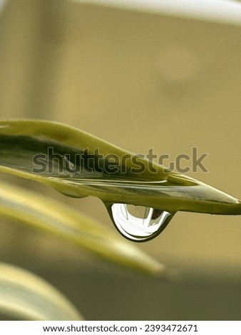 Macro pic of rain droplet in leaf.