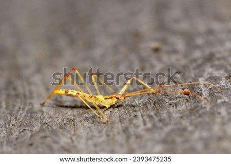 Side look of Larva of the assassin bug (Higenaga sashigame) about 1cm long (Outdoor field, closeup macro photography)