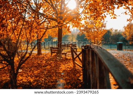 Beautiful orange and golden autumn maple leaves against a blurry park in sunlight with beautiful bokeh. Natural autumn background Royalty-Free Stock Photo #2393479265