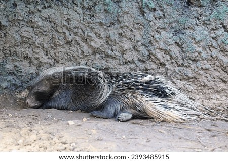 The porcupine animal wildlife is sleep and rest