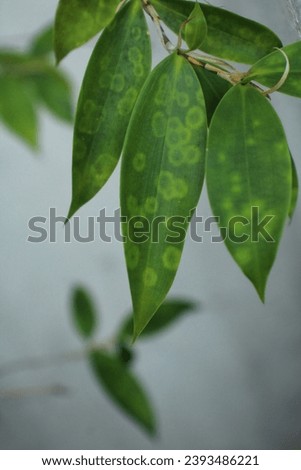 Photo of green leaves, close up, selected focus. Suitable as a natural wallpaper or background.