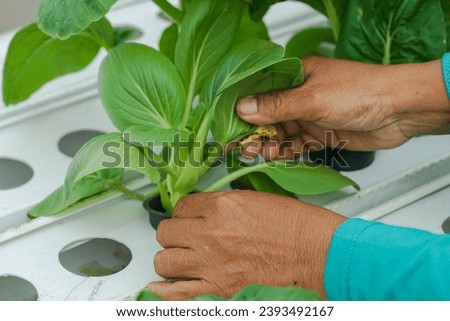 Hydroponic vegetable farmers are harvesting hydroponic vegetables Royalty-Free Stock Photo #2393492167