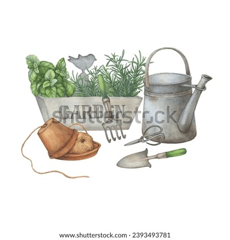 Wooden storage box with culinary herb rosemary and basil plant, vintage garden utensil and watering can. Hand drawn watercolor painting illustration isolated on white background.